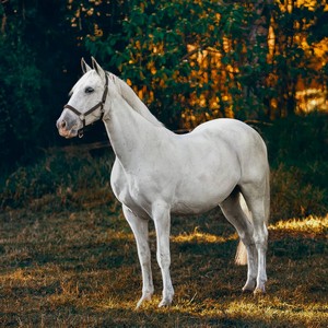 Horse Riding in the Orihuela Costa & In The Sun Holidays