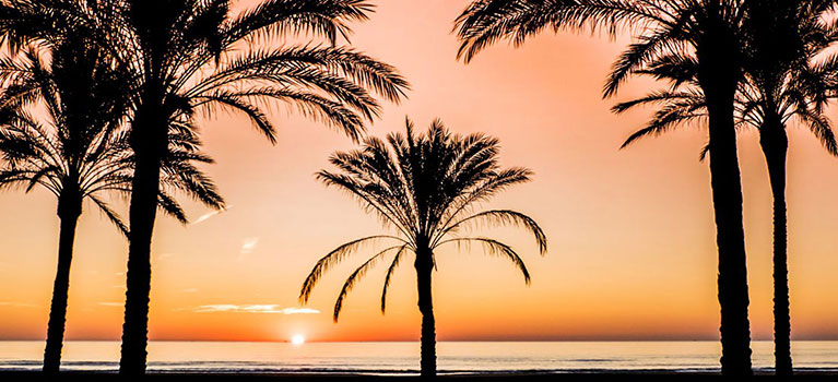 in the sun holidays banner 5 sunset promenade palm trees sm
